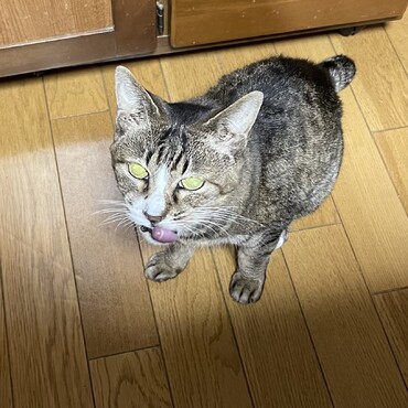 杏雷家の平穏な日々が破られた！チビ春病院へ行く(~_~;)腎不全かも？？