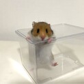 長毛ハムスターの赤ちゃん 里親さん募集