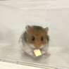 長毛ハムスターの赤ちゃん 里親さん募集 サムネイル3