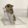 長毛ハムスターの赤ちゃん 里親さん募集 サムネイル4
