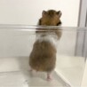 長毛ハムスターの赤ちゃん 里親さん募集 サムネイル5