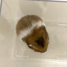 長毛ハムスターの赤ちゃん 里親さん募集 サムネイル6