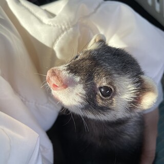 生後10ヶ月フェレットの男の子