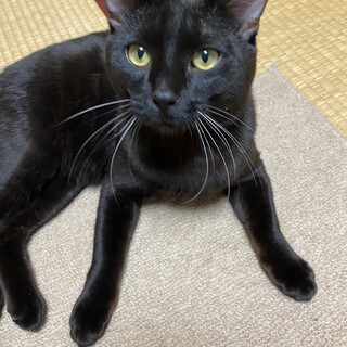 甘えん坊クロ君