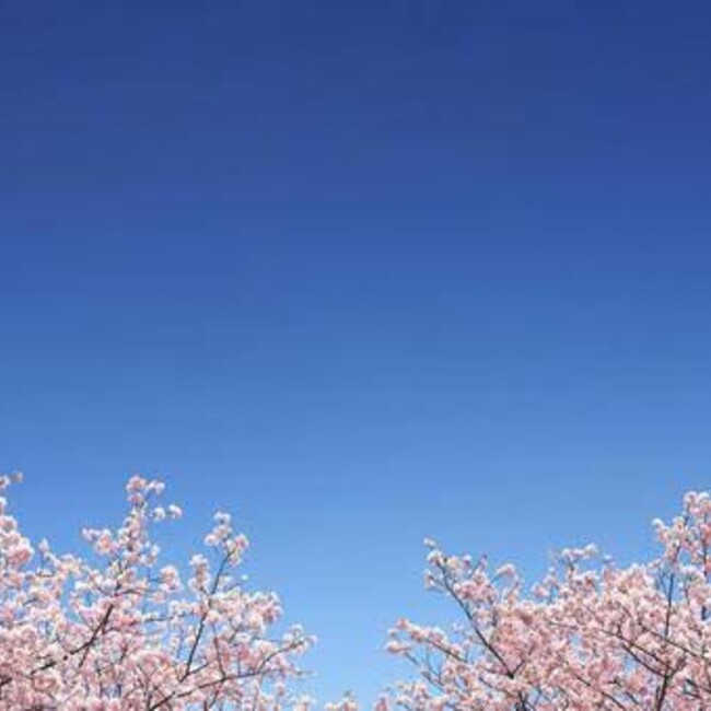 はしもと2525のカバー写真