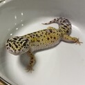 レオパードゲッコー　ヒョウモントカゲモドキ