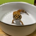 レオパードゲッコー　ヒョウモントカゲモドキ