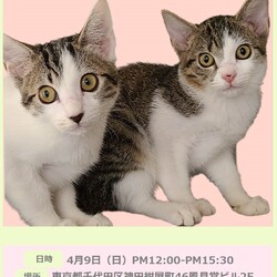 保護猫の譲渡会 サムネイル1