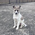 生後約3ヶ月の子犬の里親緊急募集