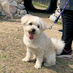 総社市ＡＷＡしつけ教室　＜雨天決行＞ サムネイル2