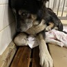 殺処分対象です、収容期限は一週間です！ サムネイル2