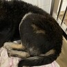 殺処分対象です、収容期限は一週間です！ サムネイル4