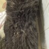 殺処分対象です、収容期限は一週間です！ サムネイル6