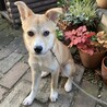 【相談中】かわいい子犬　あつかやちゃん　3〜4ヶ月 サムネイル3