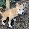 【相談中】かわいい子犬　あつかやちゃん　3〜4ヶ月 サムネイル5