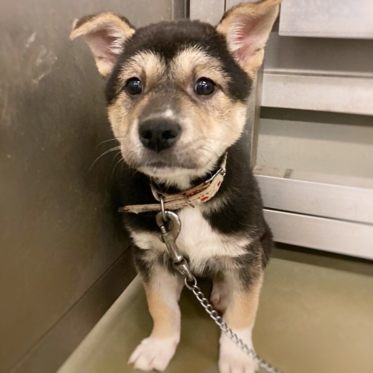 「キュートな子犬 ふくくろ...」岡山県 - 犬の里親募集(451429) :: ペットのおうち【里親決定29万頭！】