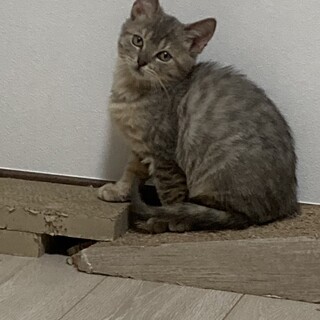 スコティッシュmixの3ヶ月の男の子