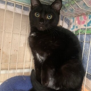 エンゼールマークの甘えん坊黒猫 すきやき君