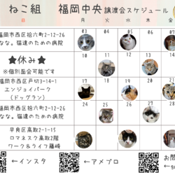 ねこ組福岡中央譲渡会　なな。猫達のための病院 サムネイル2