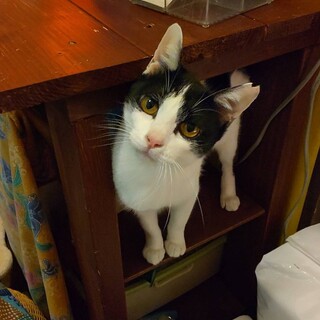 ビエネッタ：控えめだけど甘えん坊。