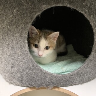 決定☆『ウラン』三毛猫の素敵な女の子