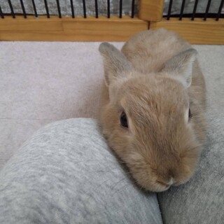 師走っこ　甘えん坊のおまめちゃん(多頭飼育崩壊)