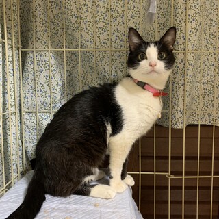 ハチワレの美しい女の子 生後10ヶ月