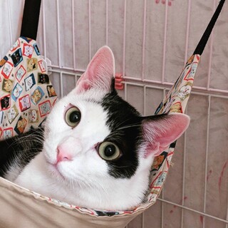 甘えん坊なプリンス♪マロくん