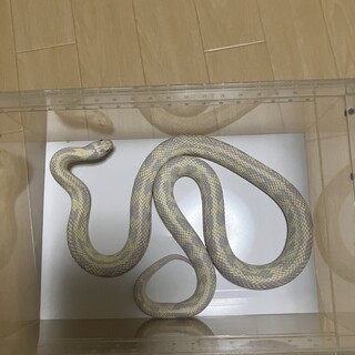 カリフォルニアキングスネーク　ホワイトアルビノ