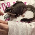再投稿　里親さん募集中！！！