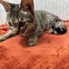 猫に癒されたい❗️遊びたい人にお勧め❤️ほたる サムネイル3