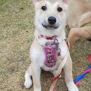 「こわ」女の子