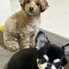 友人の犬と