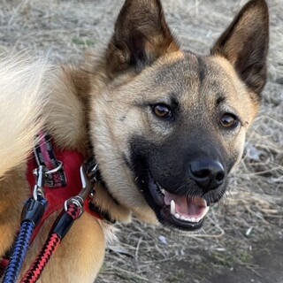 「チャイ」男の子