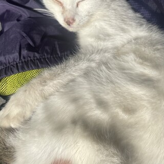 里親募集してます  よろしくお願いします。