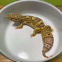 レオパードゲッコー　ヒョウモントカゲモドキ
