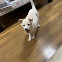正式譲渡となりました！