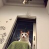 獲物はいない