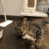 猫じゃらし