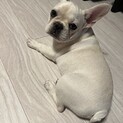フレンチブルドッグ（メス、仔犬）の里親を募集します