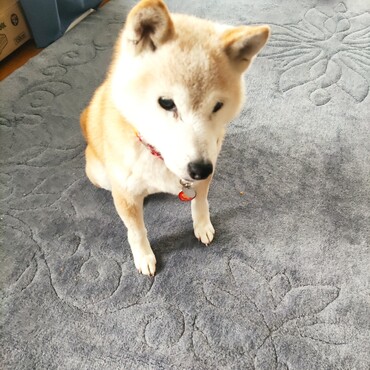 ちび春ちゃん(⁠>⁠0⁠<⁠；⁠)大丈夫なの？！｡ﾟ(ﾟ´Д｀ﾟ)ﾟ｡