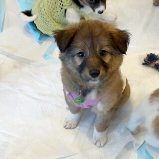 美犬三姉妹☆giftシリーズ【ステラータちゃん】