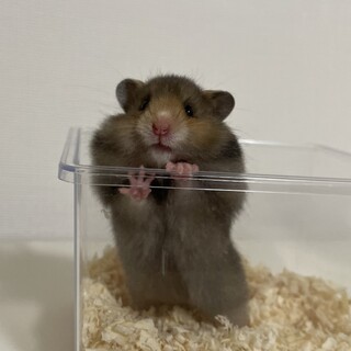 長毛ハムスターの赤ちゃん 里親さん募集