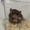 長毛ハムスターの赤ちゃん 里親さん募集 サムネイル2