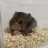 長毛ハムスターの赤ちゃん 里親さん募集 サムネイル3