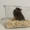 長毛ハムスターの赤ちゃん 里親さん募集 サムネイル4