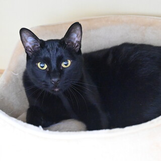 ガクト：ブラッシング大好きなイケメン甘々男子。