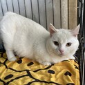 短足、白マンチカン。挙動がメッチャ可愛いおもち君♪