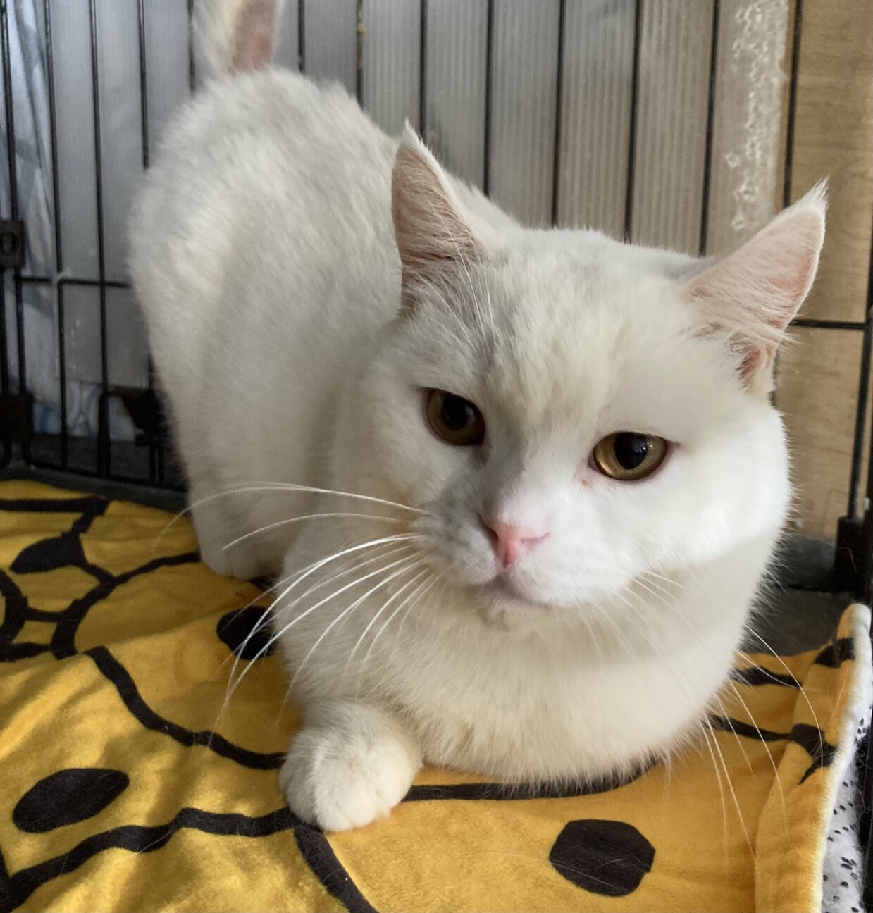 短足、白マンチカン。挙動がメッチャ可愛いおもち君♪ サムネイル4