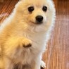 我が家の長男ベルタロウ